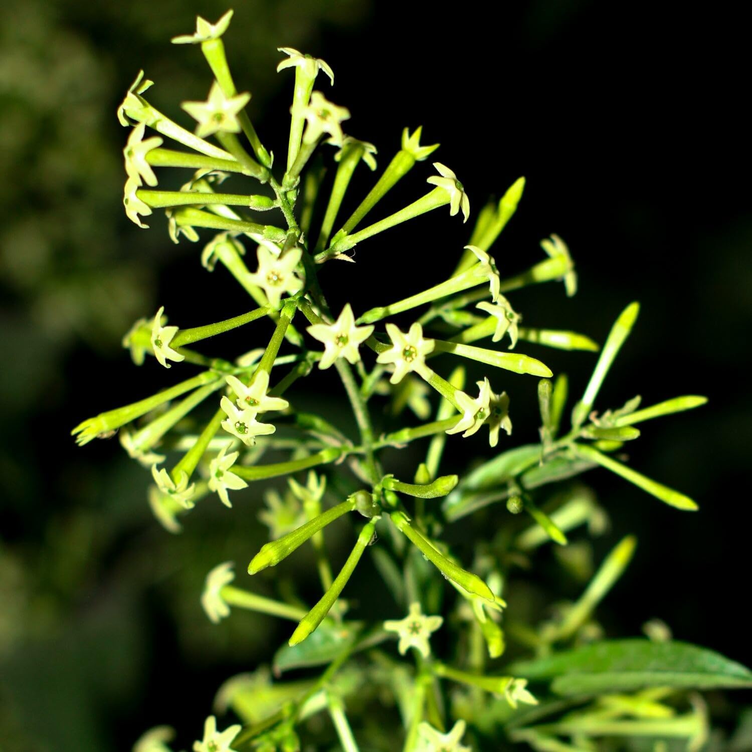 Jasmine Plants Live, Set 3 of Night Blooming Jasmine Live Plants, Cestrum Nocturnum Plant Live 5 Inches to 7 Inches Long