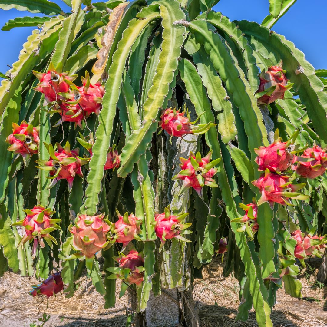 Live Dragon Fruit Plant, Sweet Dragon Fruit Vine Plant, Tropical Plant,1 Gallon Potted for Growing (White)
