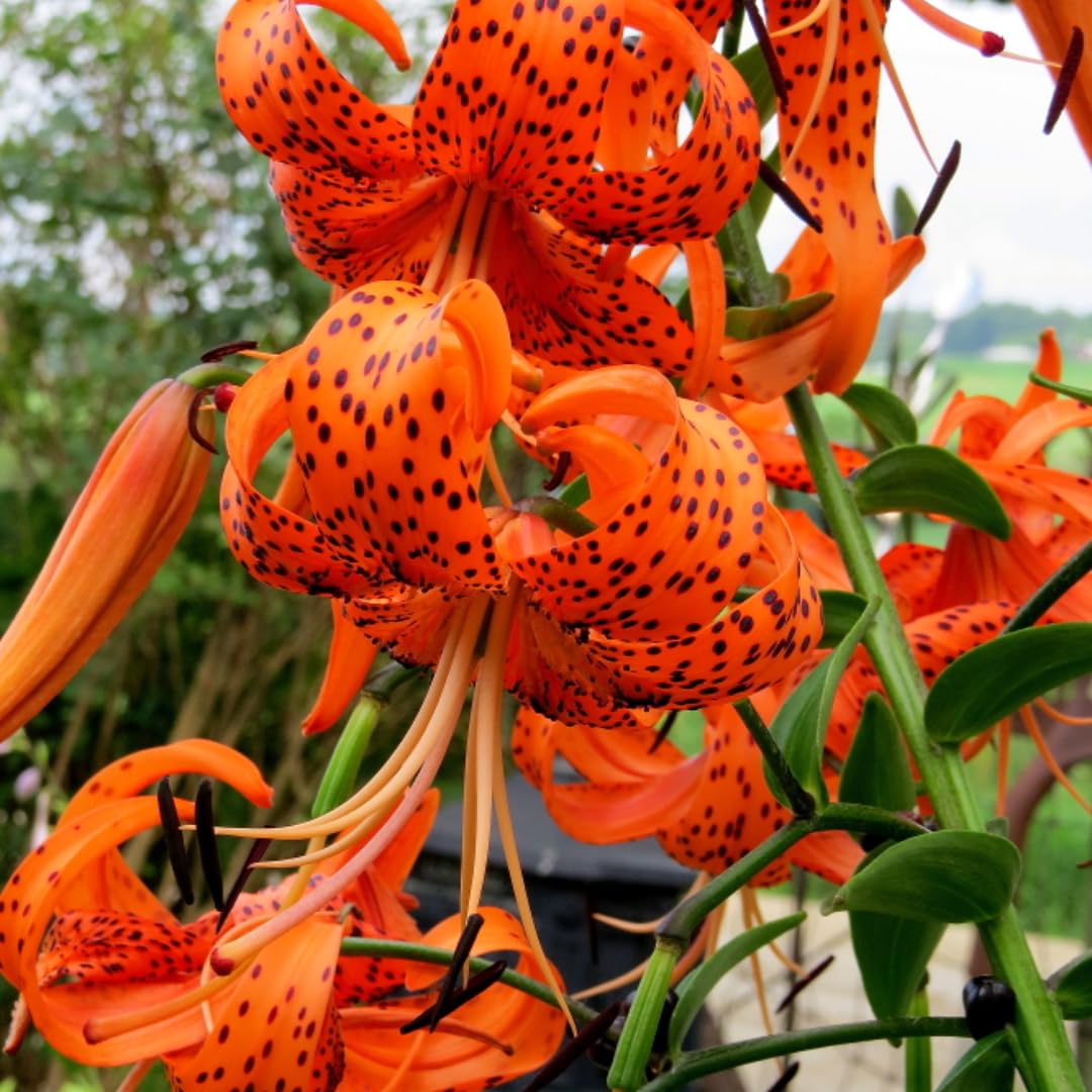 5 Turks Cap Lily Bulbs for Planting, Tiger Lilies Like, Fresh Bulbs for Planting, Perennial Flower Bulb Cold Hardy, Spring Blooms