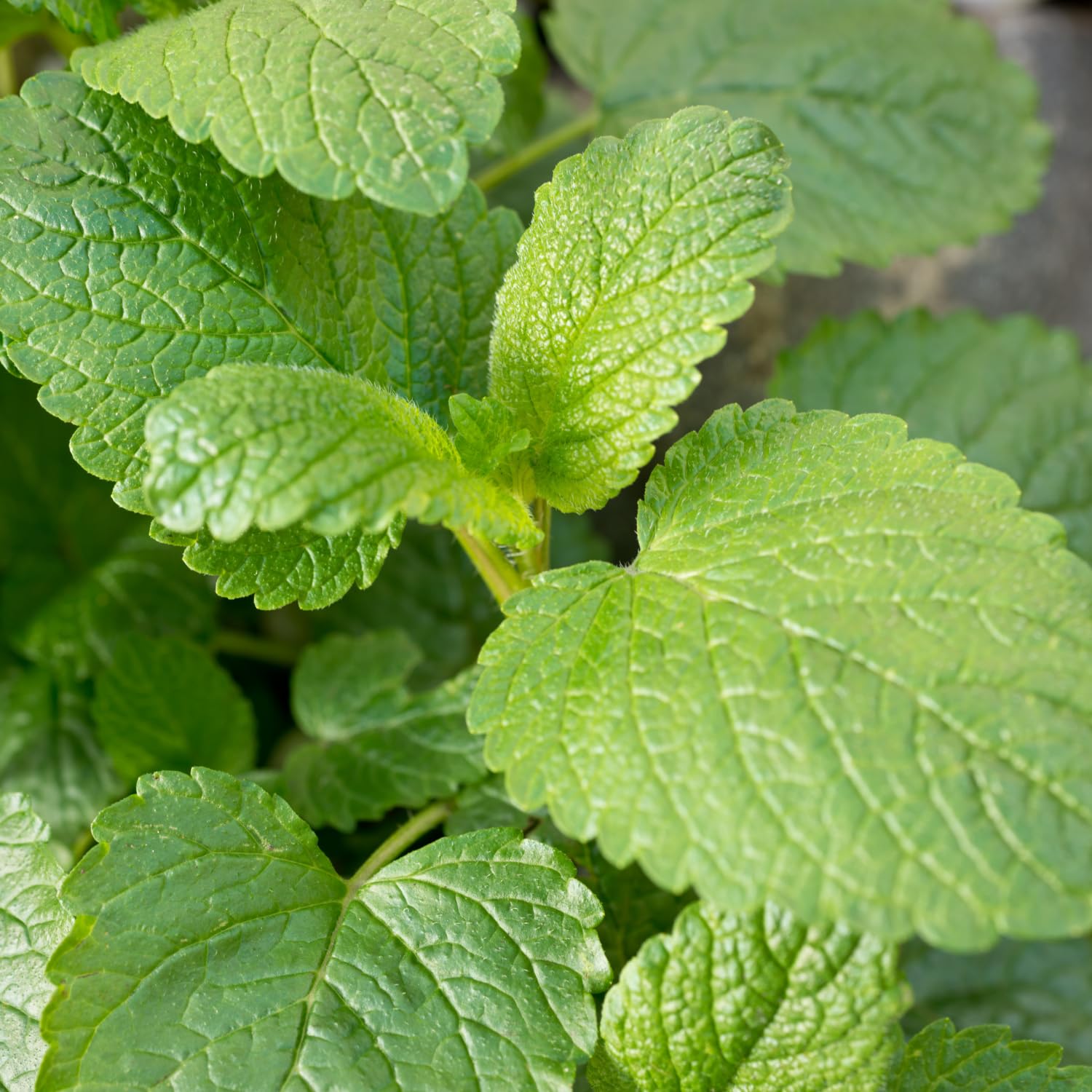 4 Lemon Balm Live Plants, 4-6" Tall Lemon Balm Plants, Well-Rooted Starter Plants for Garden, Patio Growing