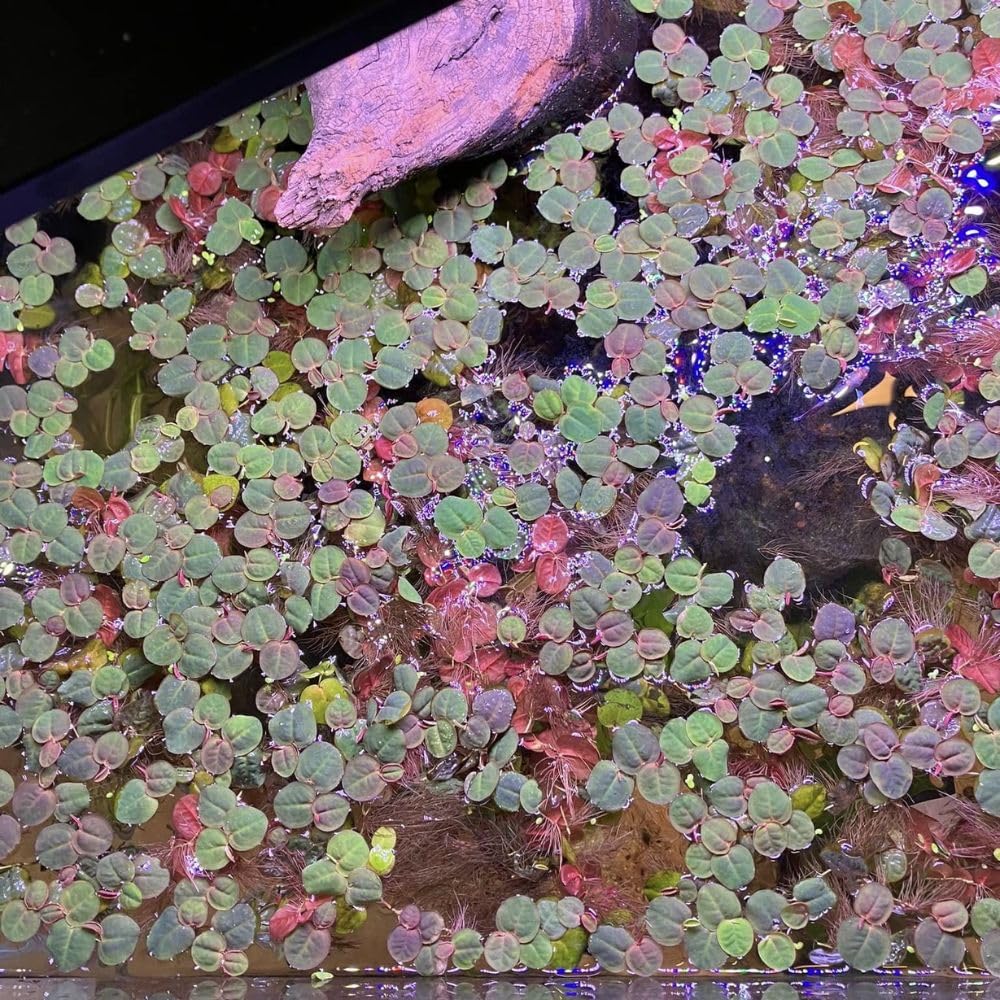 Set 60+ Red Root Floater Aquarium Plant
