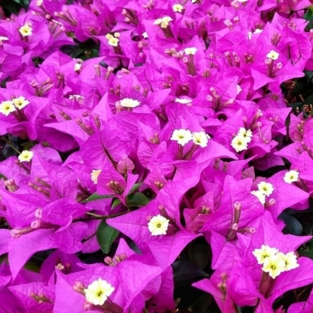 4 Bougainvillea Plants Live, Purple Bougainvillea Flower Plant, Live Bougainvillea Vine Plant for Gardening, 4 to 6 Inc Long