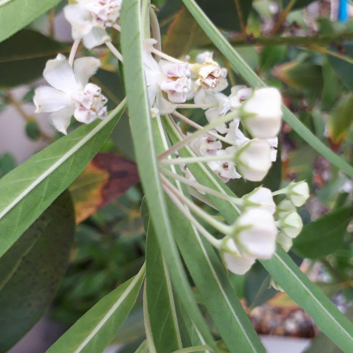 2 Milkweed Plants Live, Live Milkweed Plants, Asclepias Tuberosa Plant, 5 to 8 Inc Tall, Outdoors Gardening (White)