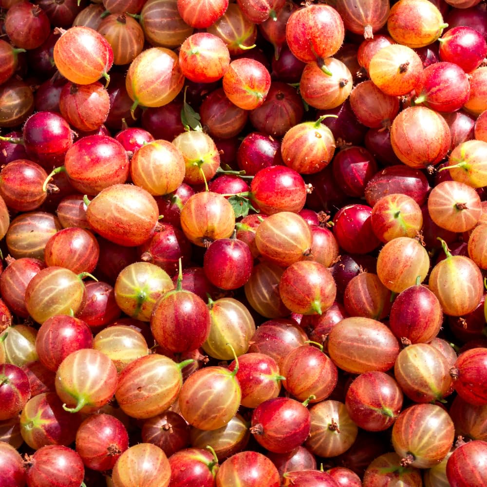 Red Gooseberry Plant Live, Gooseberry Bush, 4-6 Inch Tall