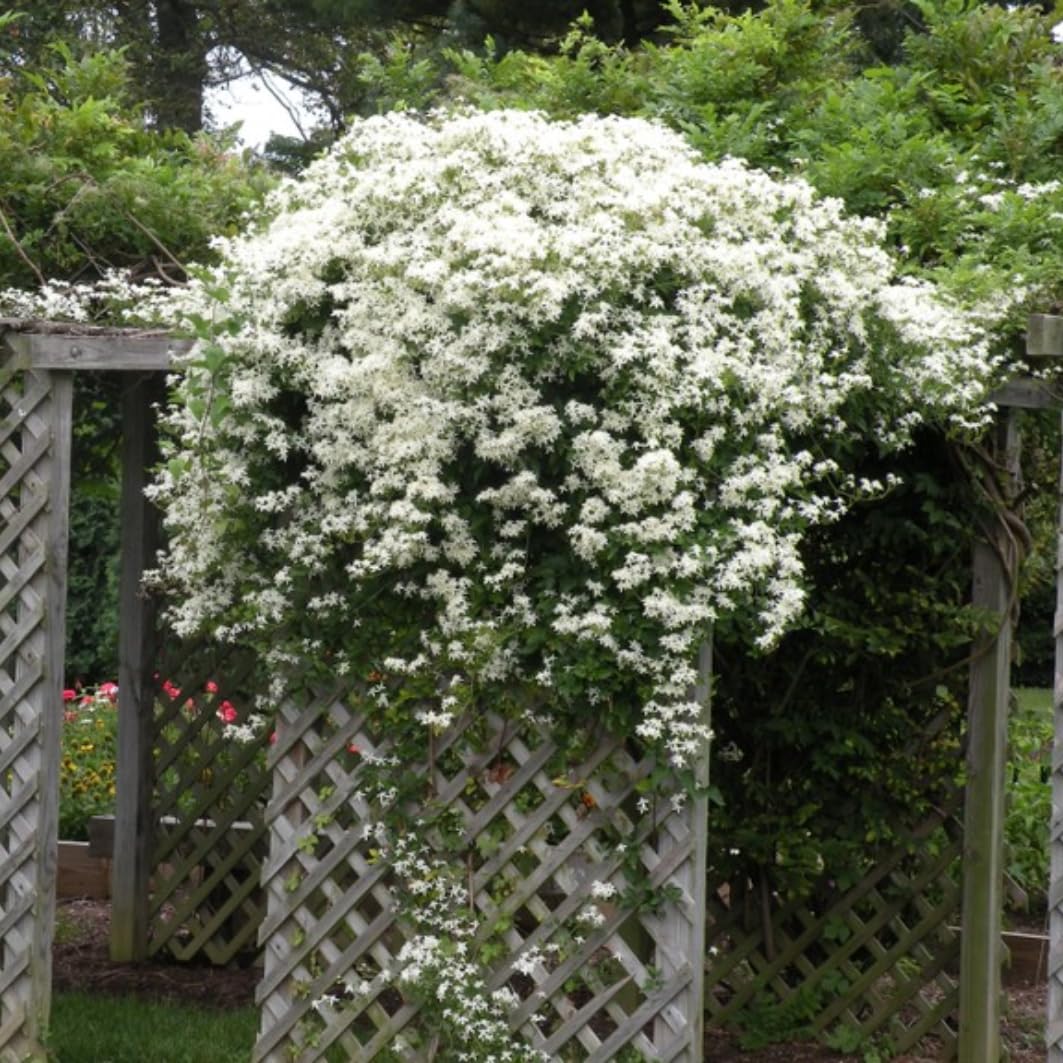 3 Sweet Autumn Clematis Vine Live Plant in 4" Pot, Dormant in Winter, Spring Blooms, Clematis Plants Live, Fragrant Vines