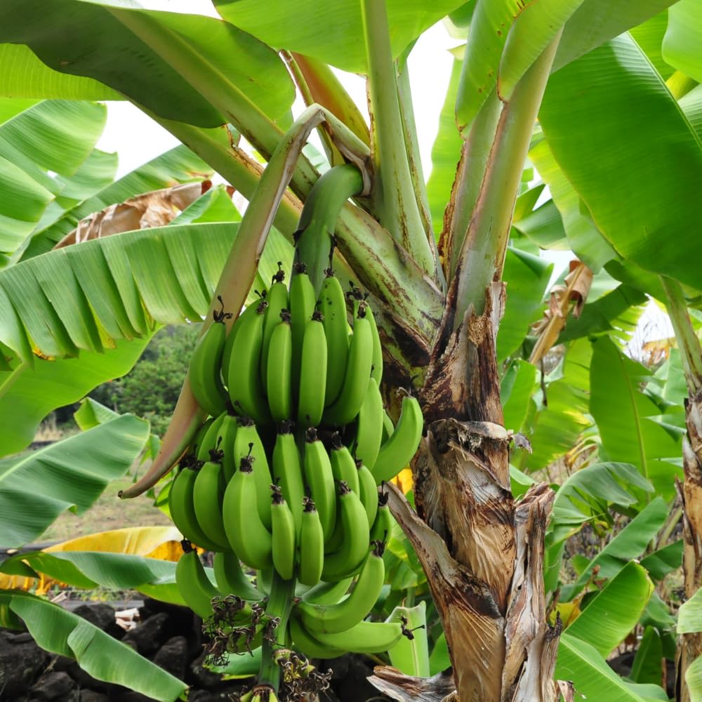 2 Grand Nain Banana Plants Live, Banana Fruit Tree Starter, Indoor Outdoor Planting, 4-6 Inches Tall
