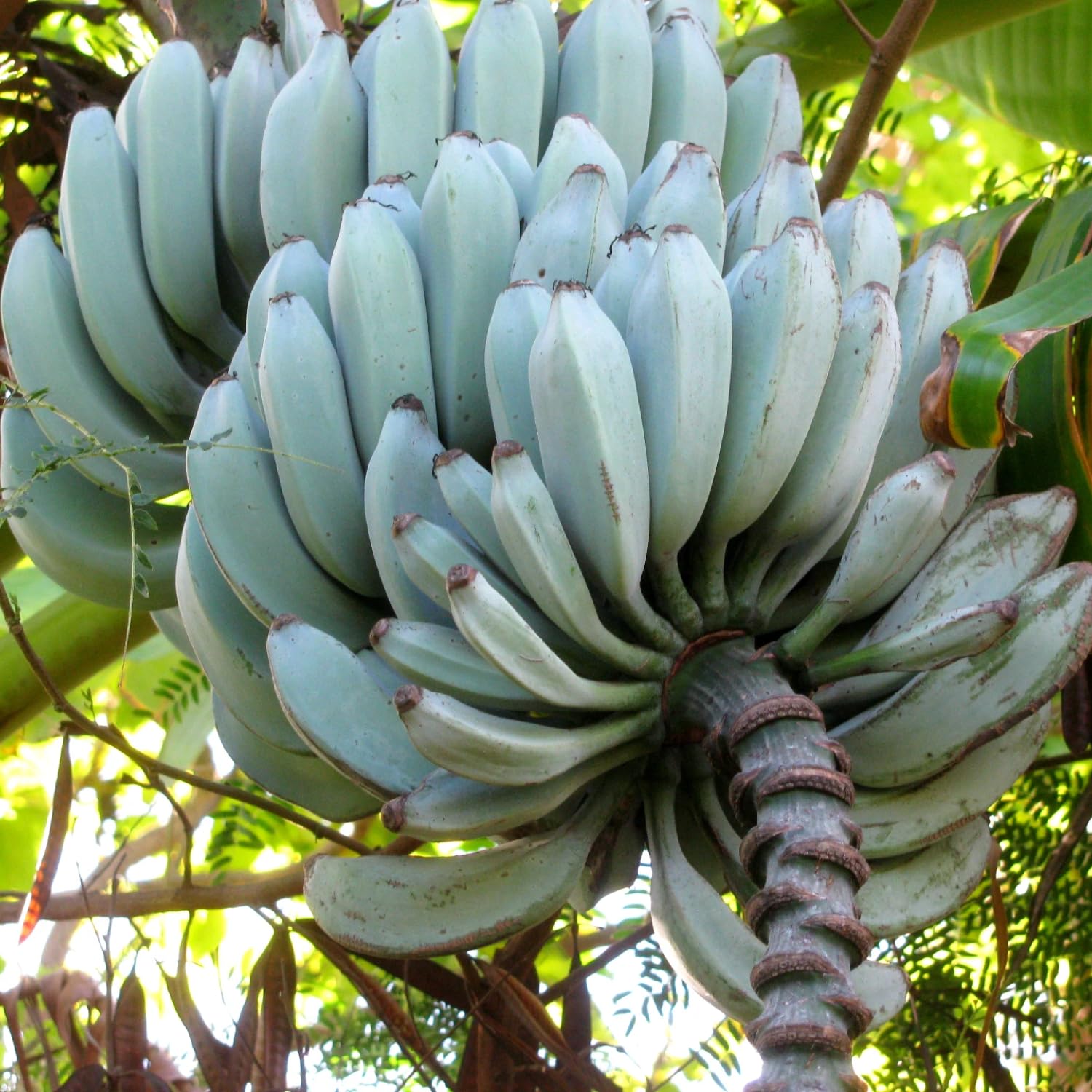 Rare Banana Tree Live Plant, 4-8" Tall, Banana Plant Live Well Rooted, Cold Hardy Tropical Banana Fruit Seedling (Blue Ice Cream Banana)