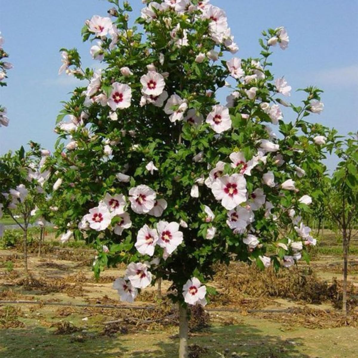 White Rose of Sharon Live Plant, 6-12" Tall Althea Hibiscus Plants in Quart Pot, Perennial Hardy Hibiscus Plant Bush for Outdoors Garden, Dormant in Winter