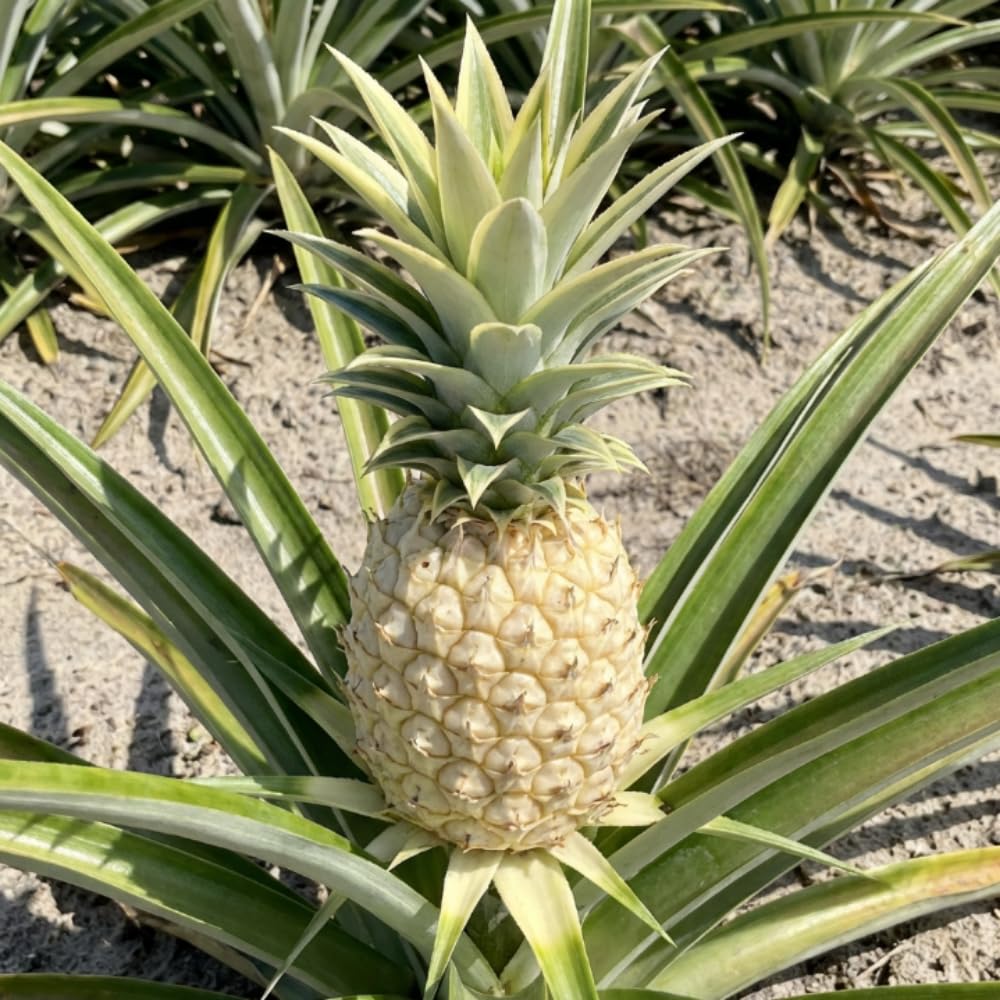Pineapple Plant Live, Pineapple Tree, Well Rooted in 1 Gallon Pot, Sweet White Flesh, Tropical Fruit Plant for Outdoor Garden, No Ship to CA