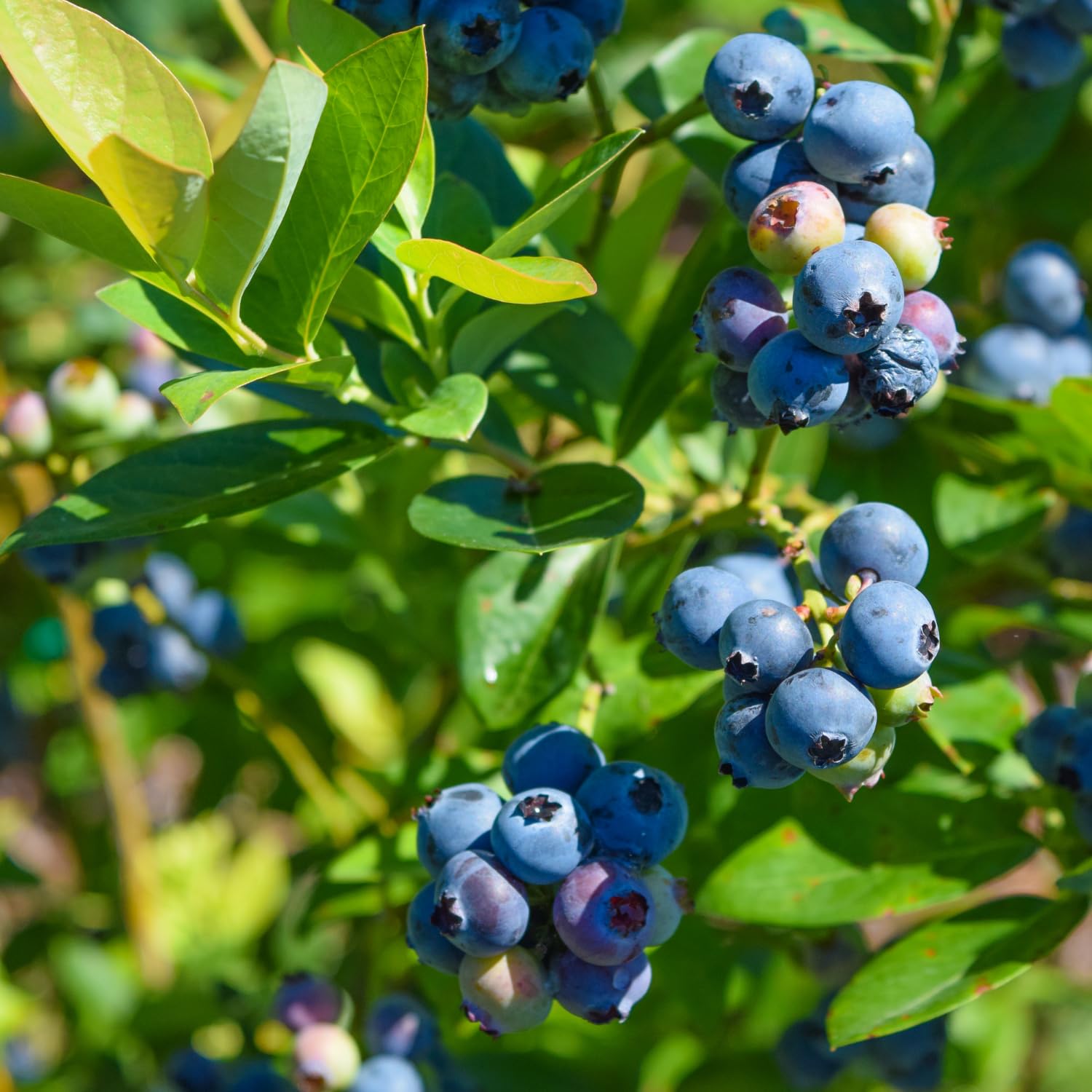 Sweet Blueberry Plant, Blueberry Bushes Live Plant, Fruit Bearing Bushes, 2 Gallon Pot, Outdoor Garden Plant, No Ship to CA