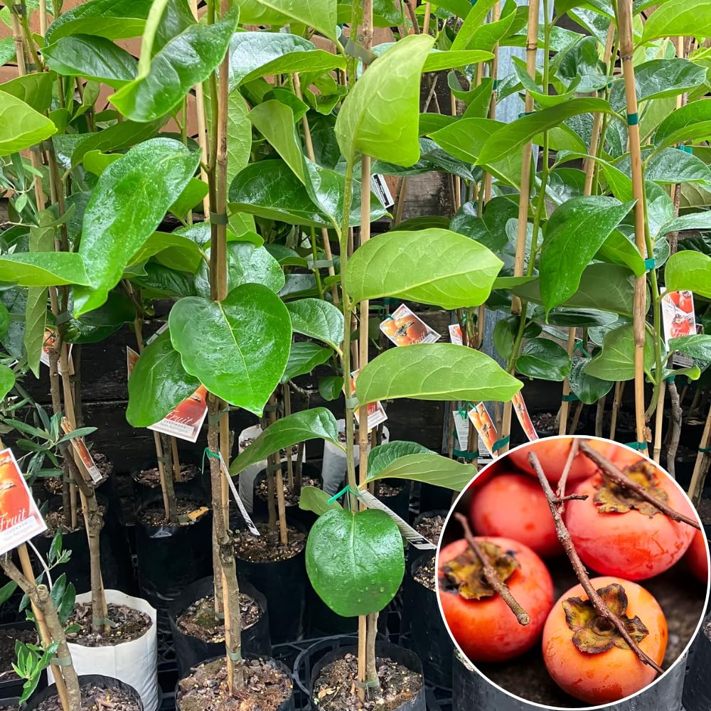 Persimmon Tree Live, 1 Feet Tall, Hardy Fruit Tree for Outdoor Planting, Sweet Orange Persimmons for Home Orchard and Garden