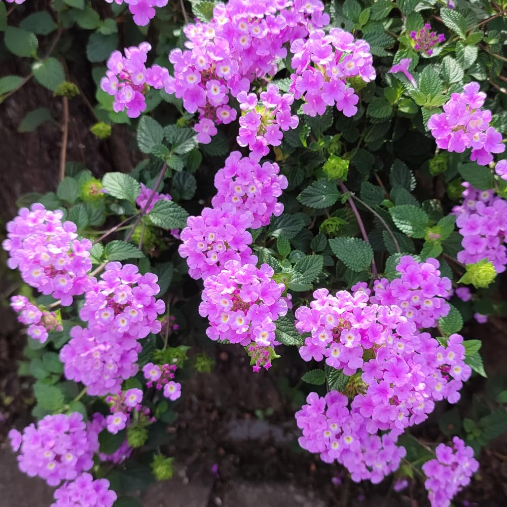 Pack 4 Lantana Plants Live, Fast-Growing Flowering Perennials for Garden or Containers, 4-8 Inches Tall, Lavender Blooms