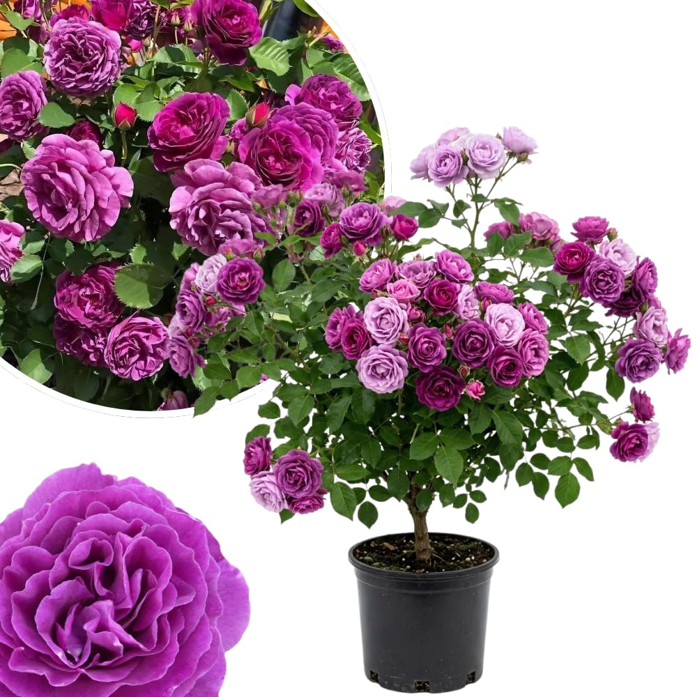 Purple Rose Plant Live in 3 Gallon Pot, Compact Hardy Rose Shrub with Colorful Blooms for Patio, Container and Outdoor Planting
