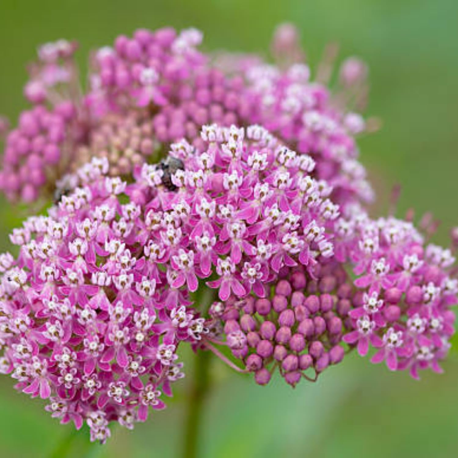 Live Milkweed Plants, 4 Pink Milkweed Live Plants, Asclepias Tuberosa Perennial Flowers for Growing Outdoor Indoor, Flower Plant from 5 to 9 Inches Long
