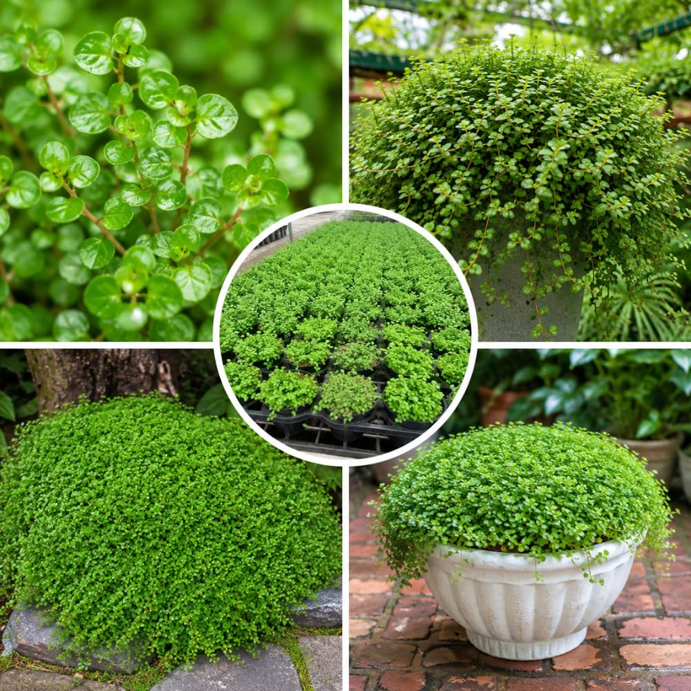 Dwarf Baby Tears Plant, Freshwater Aquarium Plant, 1 Portion