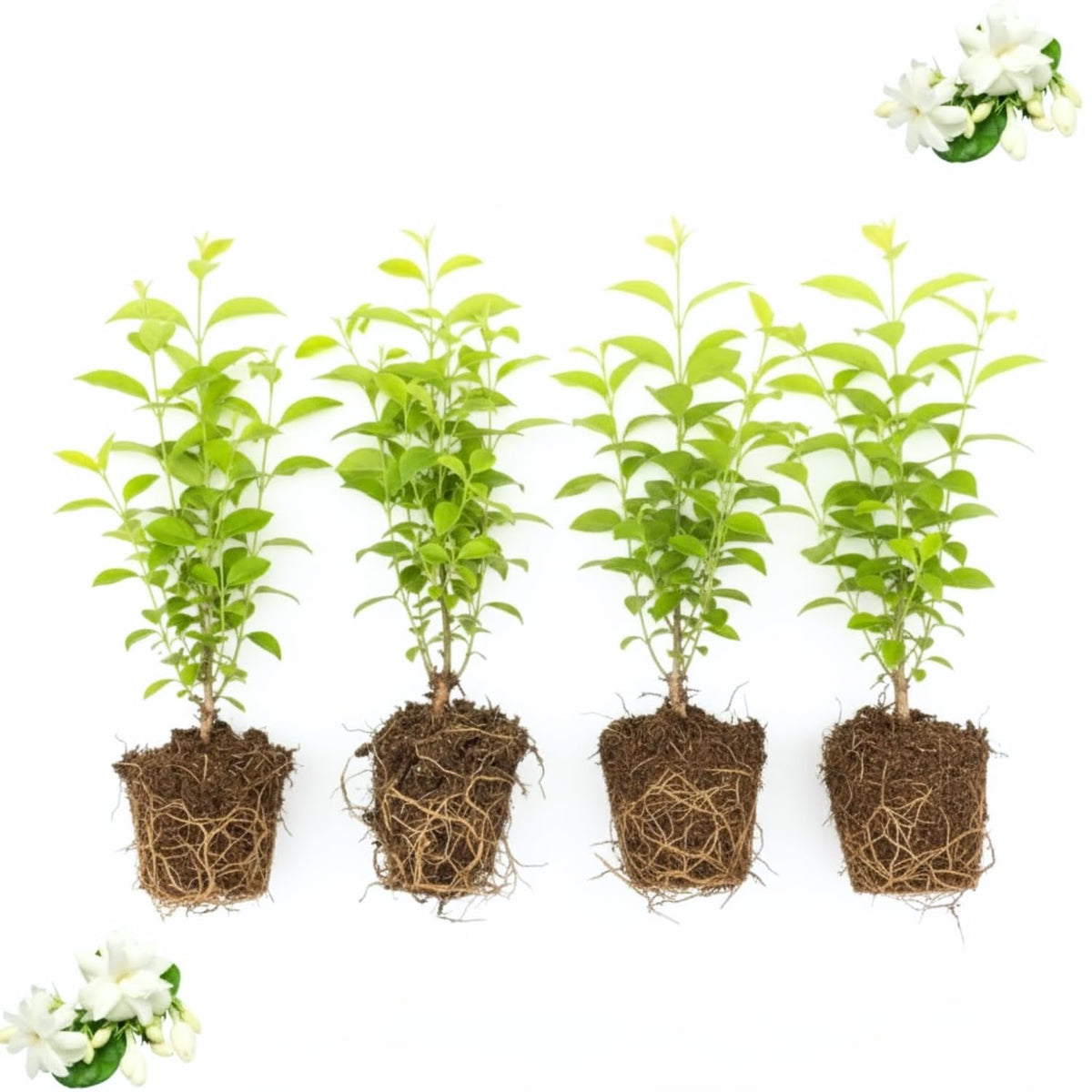 Pack 4 Jasmine Plants Live, Night Blooming Jasmine Flowers, Fragrant Flowering Shrub for Garden or Containers, 4-6" Tall