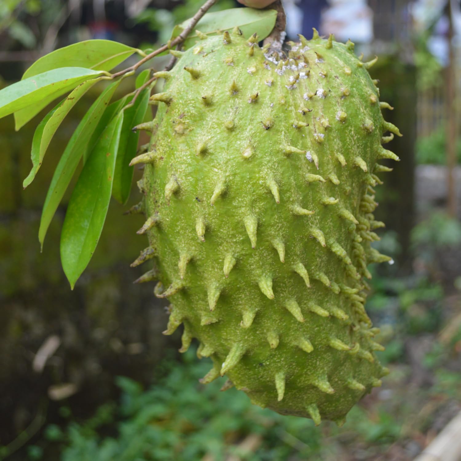 Soursop Tree Live Plant, Annona Soursop Fruit Tree in 3 Gallon Pot, 2-3 Ft Fully Rooted Tropical Fruit Tree