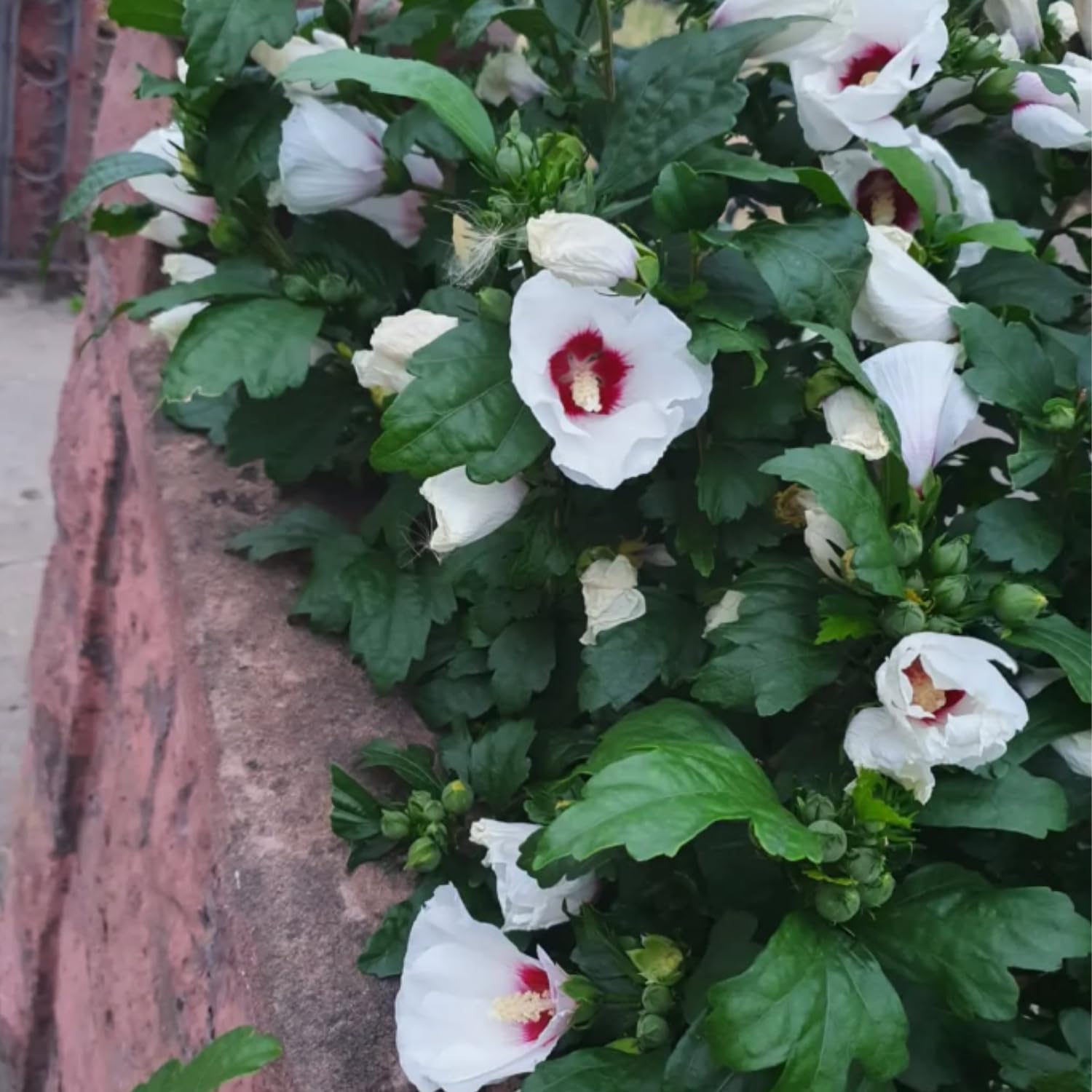 White Red Rose of Sharon Plant, Althea Hibiscus Flower 1.5-2.5 Feet Tall, Vibrant Althea Bloom for Outdoor