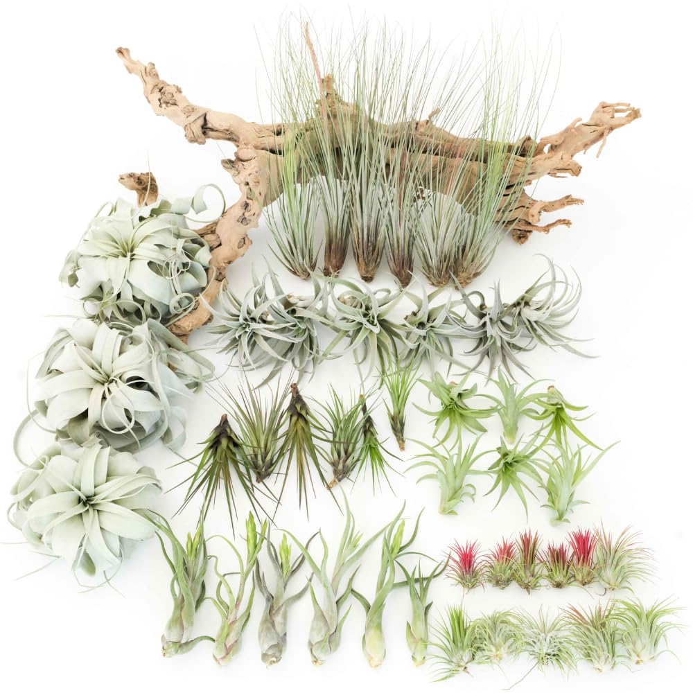Tillandsia Air Plants, Pack 12 Live Indoor Air Plants, Low Light Tillandsia Houseplants for Terrariums and Decorative Displays
