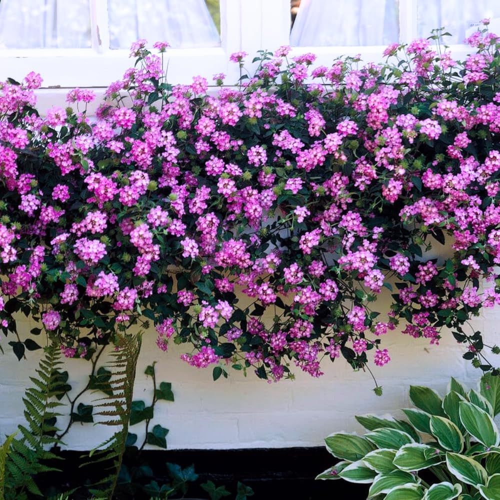 Pack 4 Lantana Plants Live for Planting, Trailing Live Plants 4-9 Inch Tall, Perennial Lantanas Flowers Indoor Outdoor (Lavender Lantana)