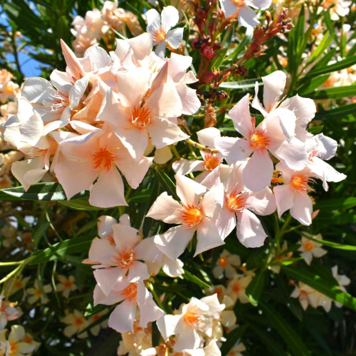 3 Oleander Plants Live, 5 to 8 Inches Long, Tropical Plant Live Shrub, Salmon Oleander Live Plants, Growing Garden
