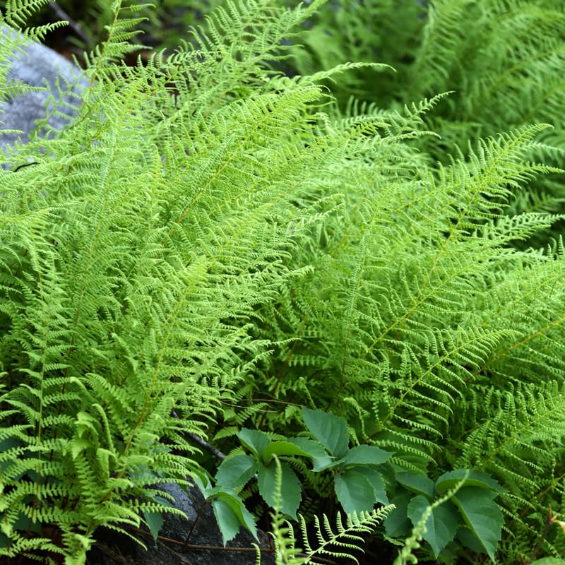 5 Hay Scented Ferns Live Plants Rhizomes, Ferns Live Plants Outdoors Indoors, Pack 5 Bare Roots