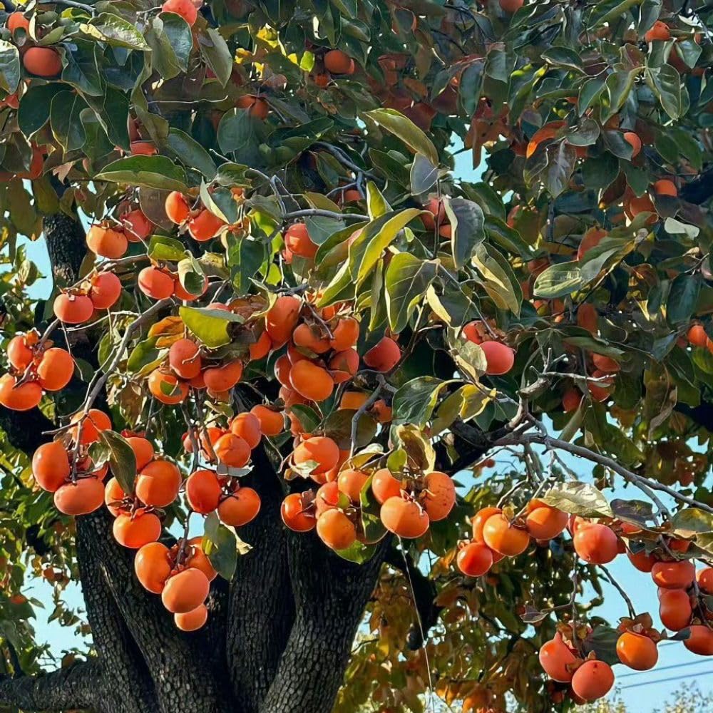 Live Sweet Persimmon Tree 3 to 4 Feet Tal, Persimmon Fruit Tree in 3 Gallon Pot, Well Rooted Garden Plant, No Ship to CA