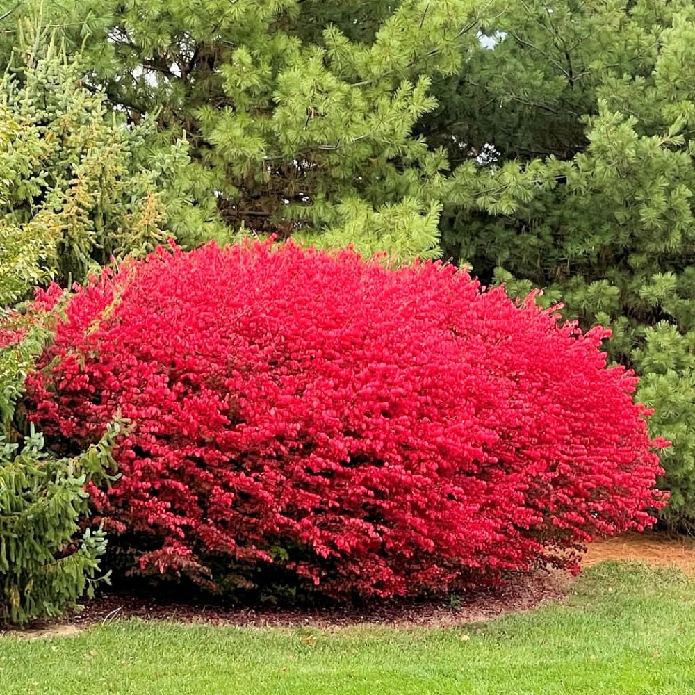 2 Dwarf Burning Bush Rooted Cuttings, 8-12" Tall, Hardy Ornamental Shrub, Red Bush Shrub