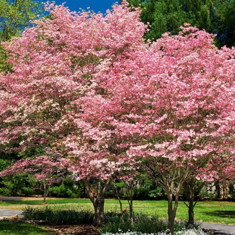 Pink Dogwood Tree, 10-16" Tall Hardy Dogwood Tree Plant in Quart Pot, Perennial Flower Plants, Dormant in Winter