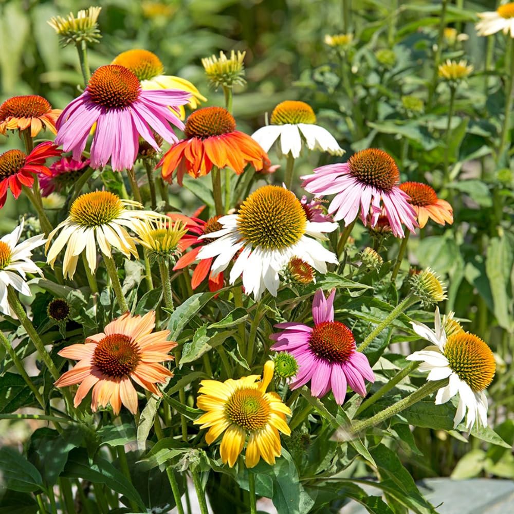2 Random Coneflower Plants Live, Echinacea Live Plants Coneflower Perennial, 3-5” Tall, Well-Rooted Plug