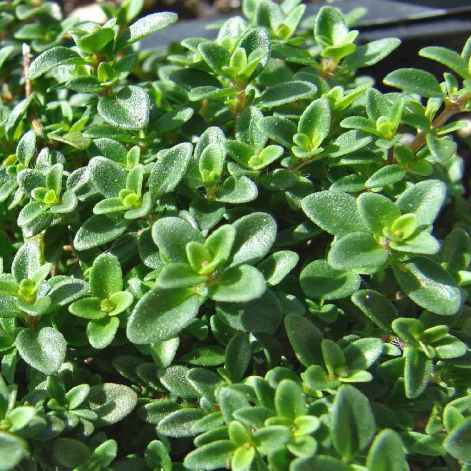 4 Lemon Thyme Live Plants, 4-6" Tall Lemon Thyme Plants, Well-Rooted Starter Plants, Fragrant Culinary Herb for Kitchen, Patio and Garden