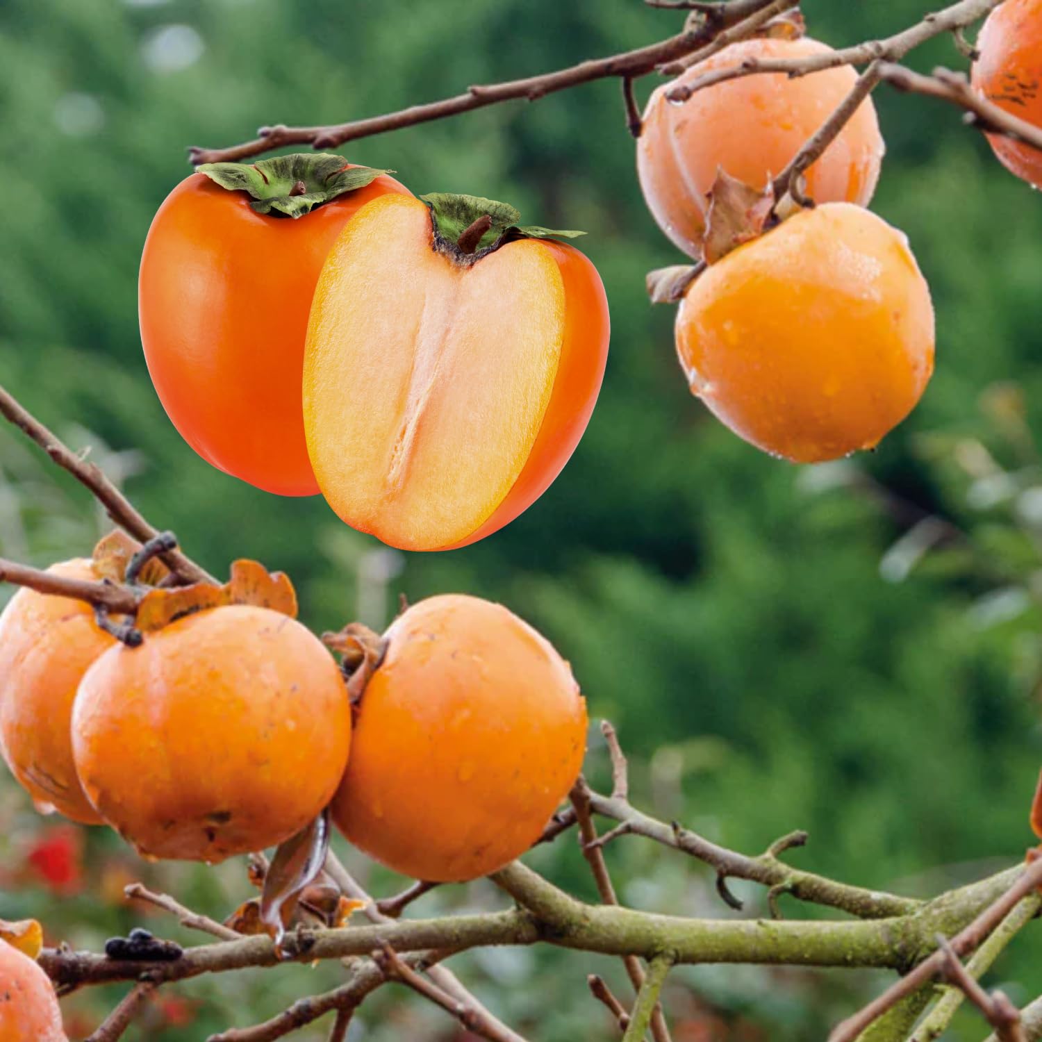 Sweet Persimmon Tree Live Plant, Bare Roots, Dormant, 1 Year Old Seedlings 8-12" in Tall, No Leaf, No Pot, Cold Hardy, Spring Bud-Break