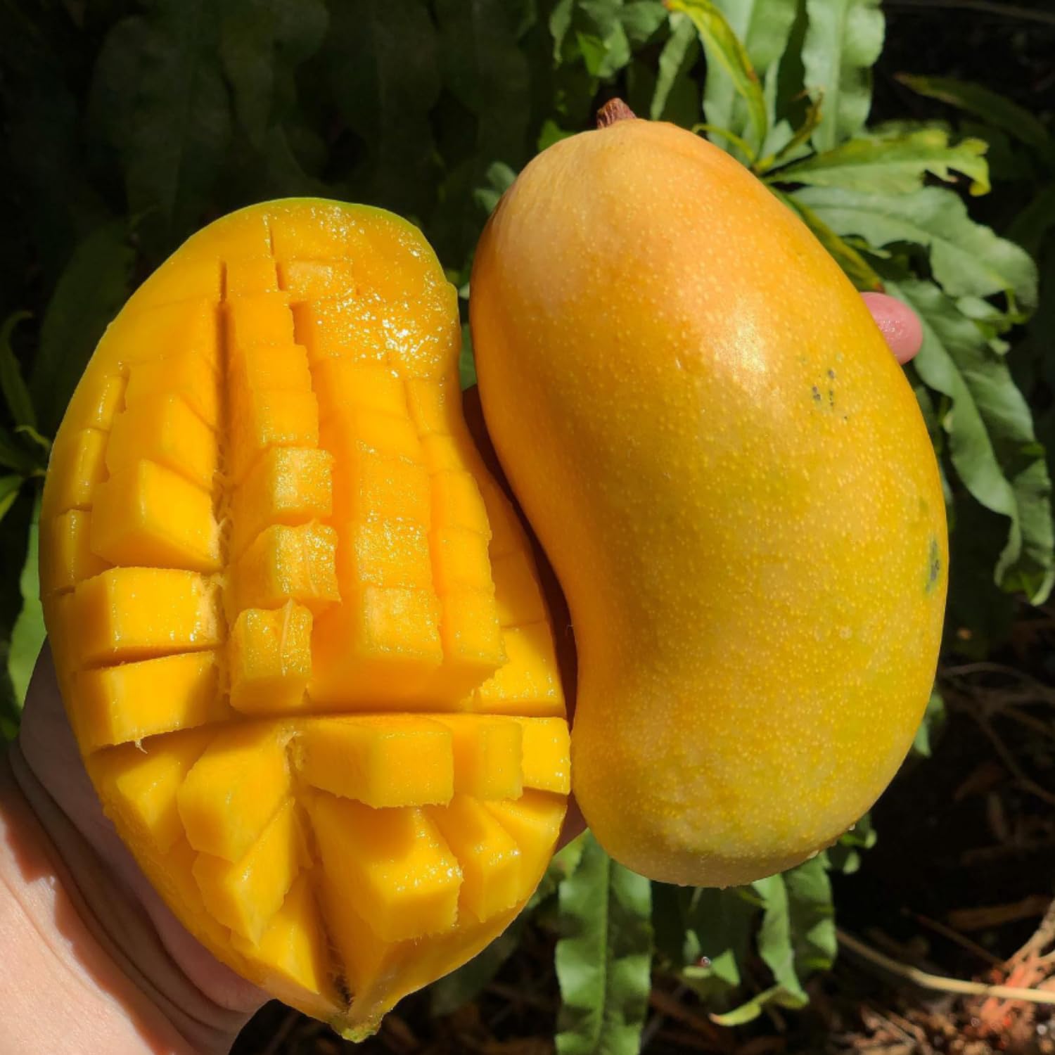 Pride Mango Plant Live, Sweet Tropical Mango Live in 3 Gallon Pot, Mango Fruit Tree for Outdoor Planting, 3-4 Feet Tall, No Ship to CA