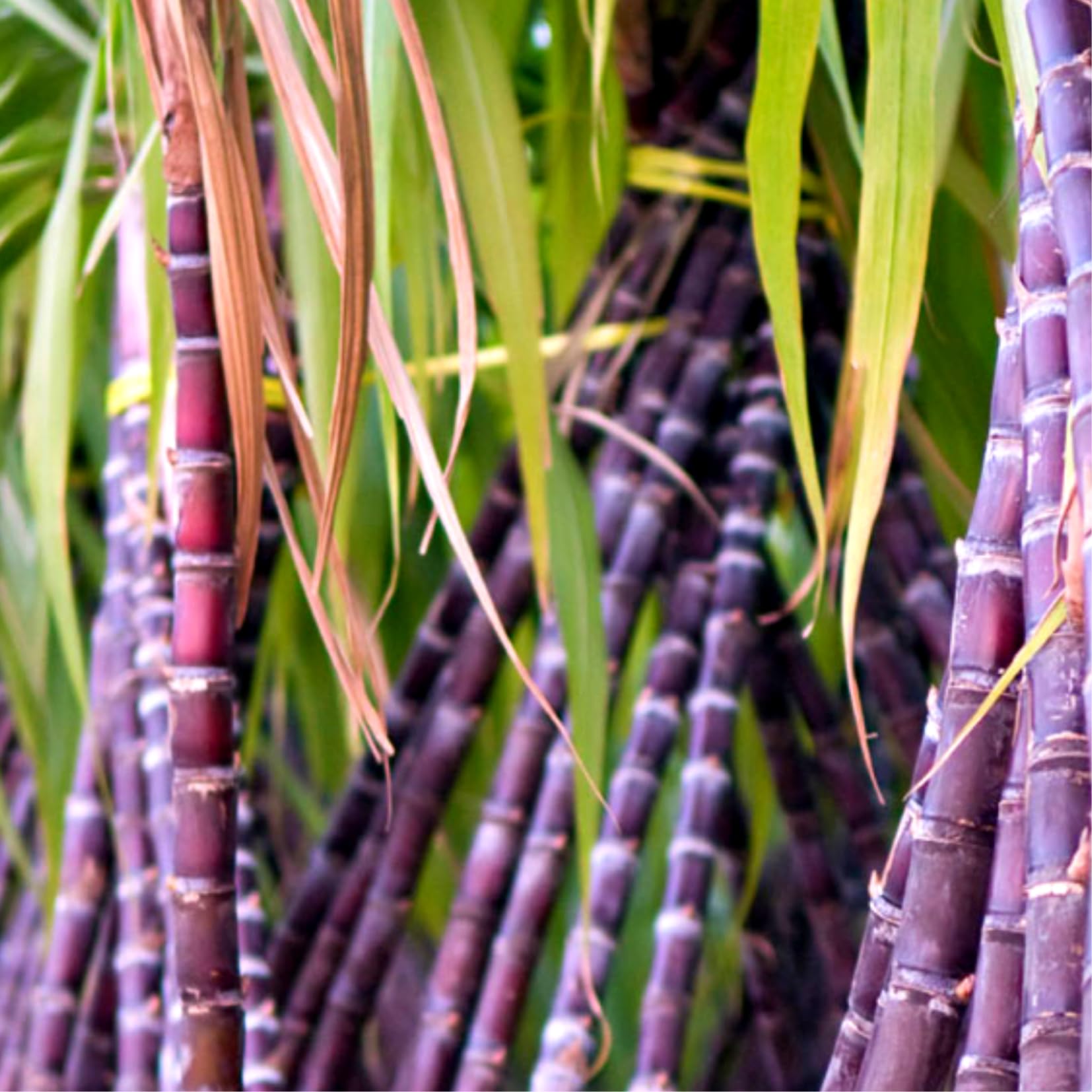3-4 Sugar Cane Plants Live in 6" Pot, Ready for Planting, Outdoor Growing Sweet, Fresh Sugar Cane, Fast-Growing, No CA