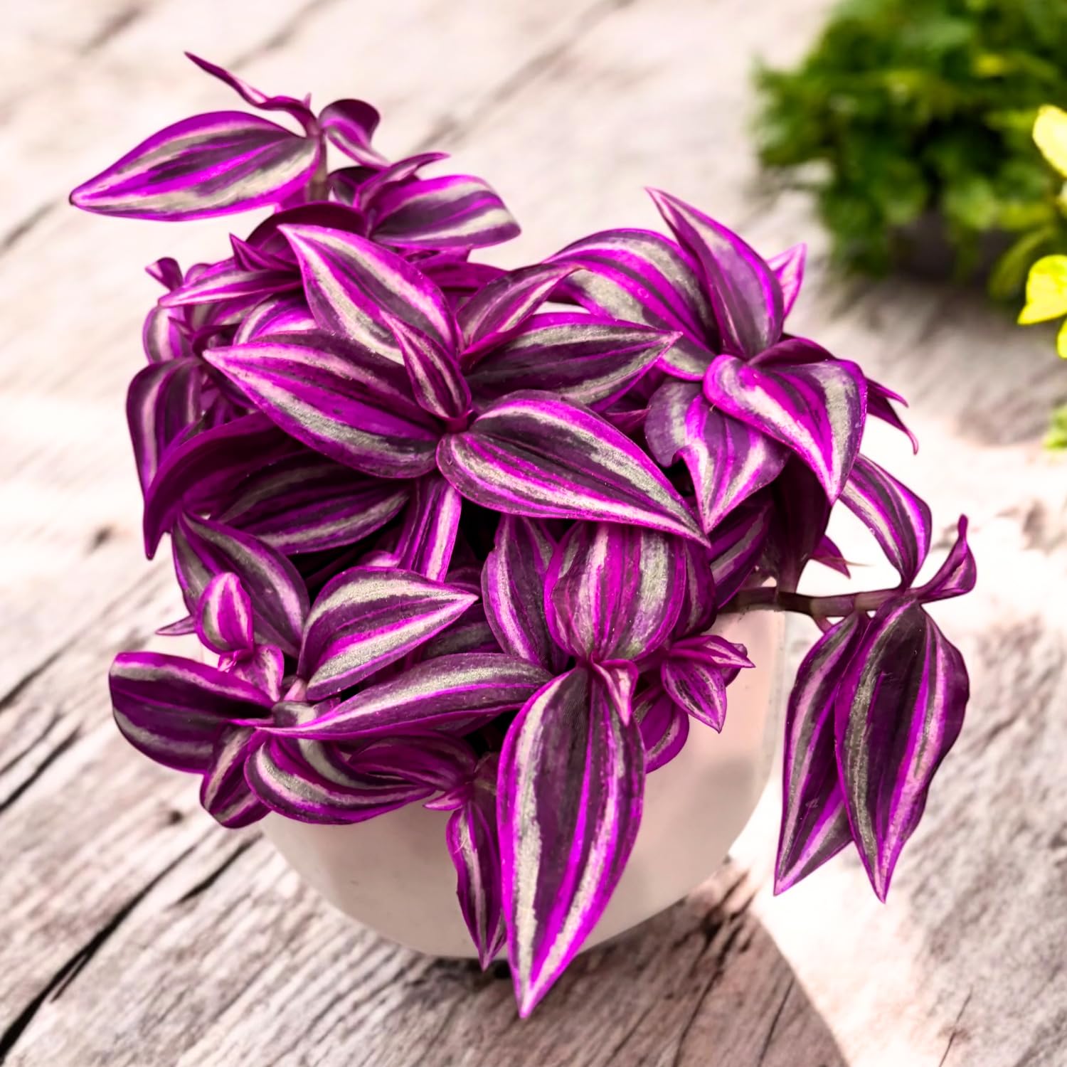Set 2 Tradescantia Wandering Jew Live Plants, in 3.25" Pots, Pink Paradise Tradescantia Plants, Colorful Indoor Houseplant