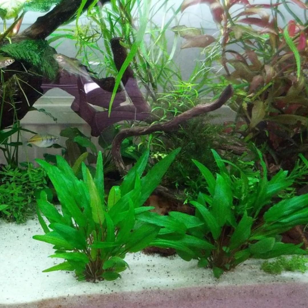 Cryptocoryne Wendtii Live Freshwater Aquarium Plants, Live Aquarium Pond Aquatic Plant