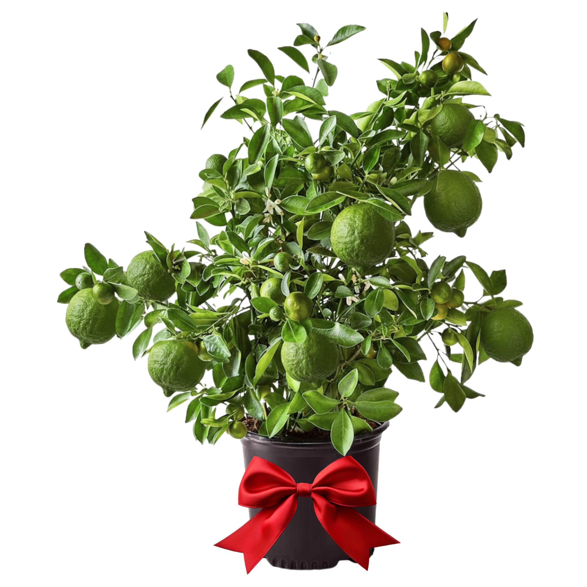 4 Years Old Seedless Lime Trees Live Plants, 3 Feet 5 Gallon Fragrant Citrus Fruit Tree for Outdoor Planting, Tropical Fruits, Zones 9-11, No CA