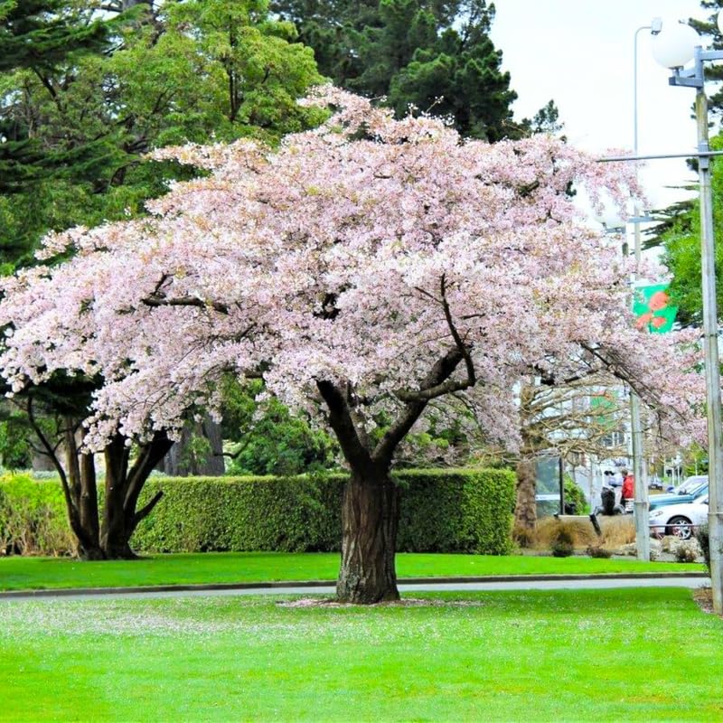Live Cherry Blossoms Tree Plant, Random White Flowering Cherry Blossom in 2.5 Inches Pot, Dormant in Winter, Perennial Bloom, 9 Months Old Trees