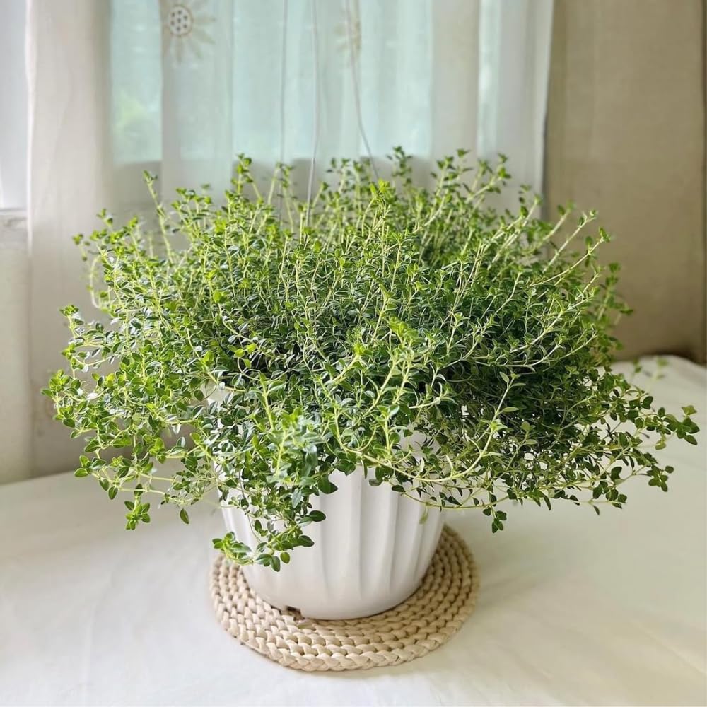 Set 2 Lemon Thyme Plants Live, Live Lemon Thyme Herbs, 4 to 6 Inches Tall, Edible and Fragrant Herb for Patio and Garden