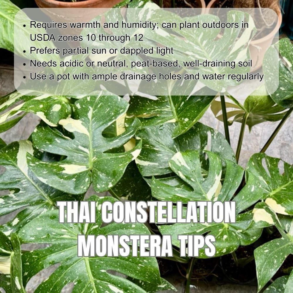 Thai Constellation Monstera Live Plant 4-6 Inch Tall, Live Thai Constellation Monstera Houseplant for Planting Indoor, Variegated Houseplant