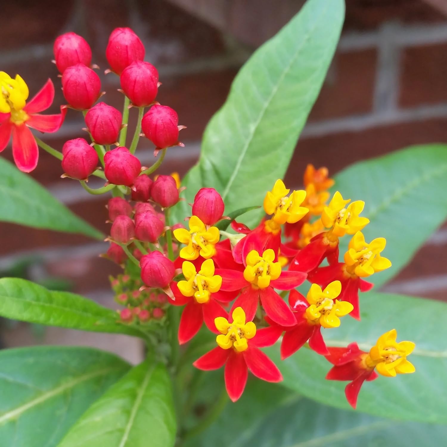 Pack 4 Butterfly Milkweed Plants Live, Milkweed Live Plants, 5-8" Height Asclepias Tuberosa Perennial Flowers Home Garden (Red Milkweed)