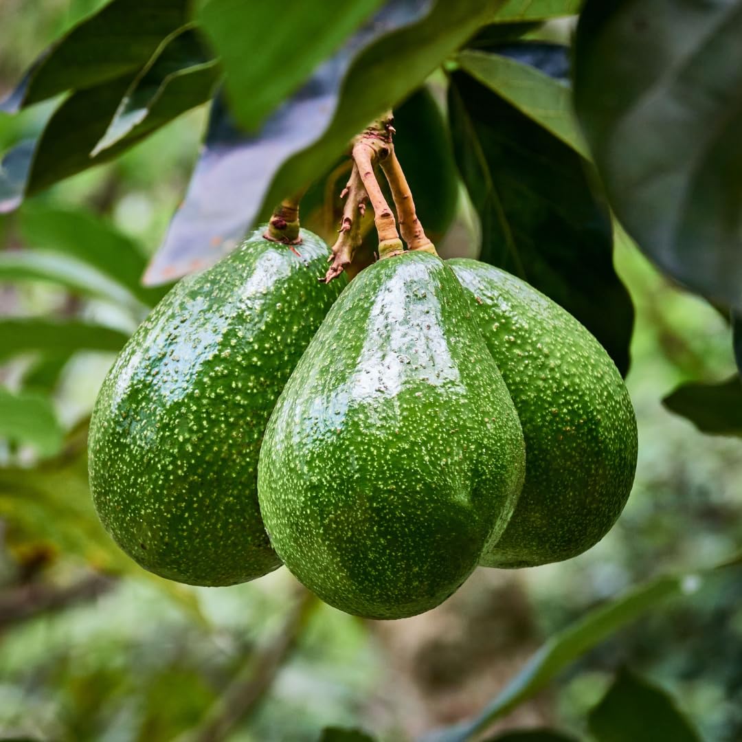 2 Years Old Avocado Tree Grafted, 1-2 Feet Tall in 3 Gallon Pot,Ready to Plant and Bear Fruit (Smooth)