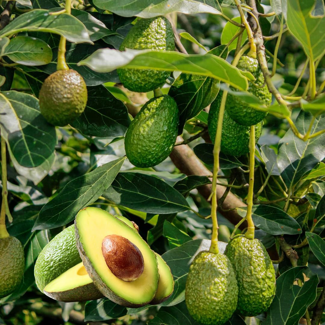 Live HASS Avocado Tree, Grafted Tropical Avocado Fruit Tree, 1-2 Feet Tall in 3 Gallon Pot, Ready for Planting, No Ship to CA