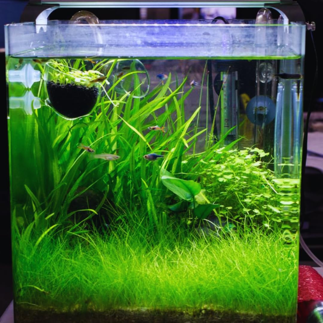 3 Green Jungle Val Plants, Aquarium Plants Live, Live Aquarium Plants, Jungle Vallisneria Live Plant, 4 to 8 Inches Tall, Aquatic Plants Live