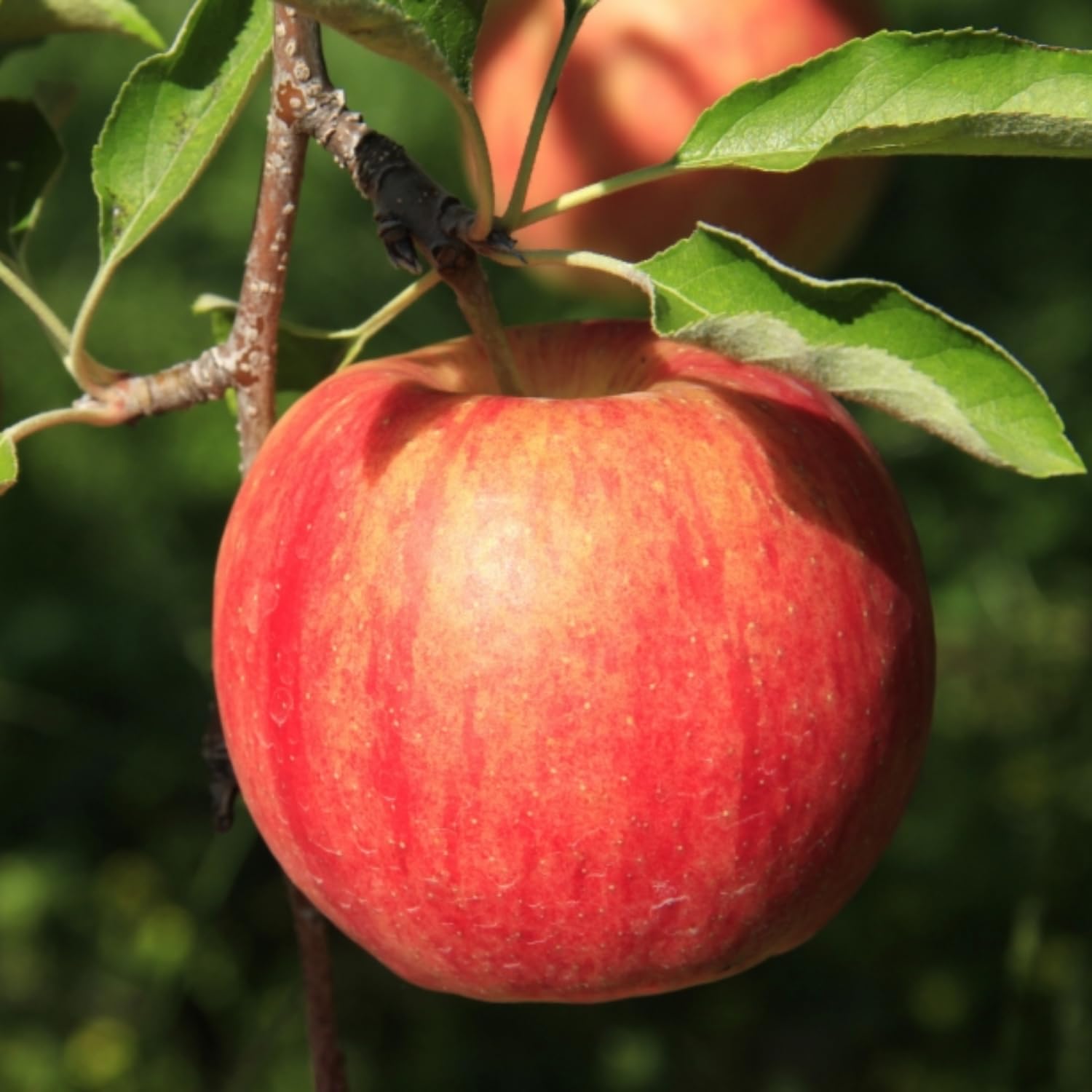 Apple Plant Live, Honey Crisp Apple Tree Live Plant for Home Orchard, 2 Feet Tall, Tropical Fruit Plant for Gardening