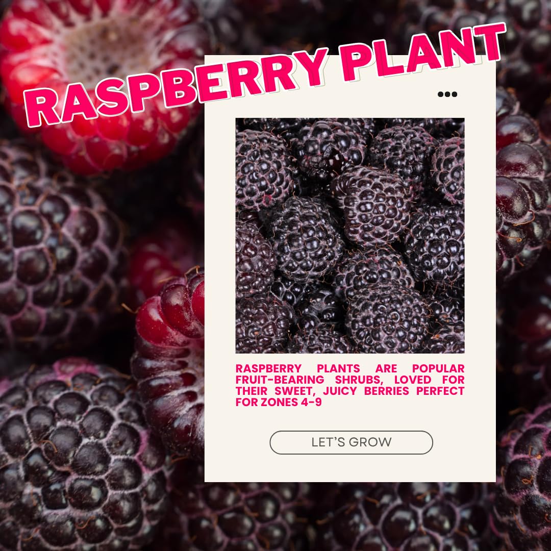 Set 2 Glencoe Thornless Raspberry Plants Live, Raspberry Trees Live Plants, Raspberry Seedlings, 5-9 Inc, Raspberry Fruits Trees