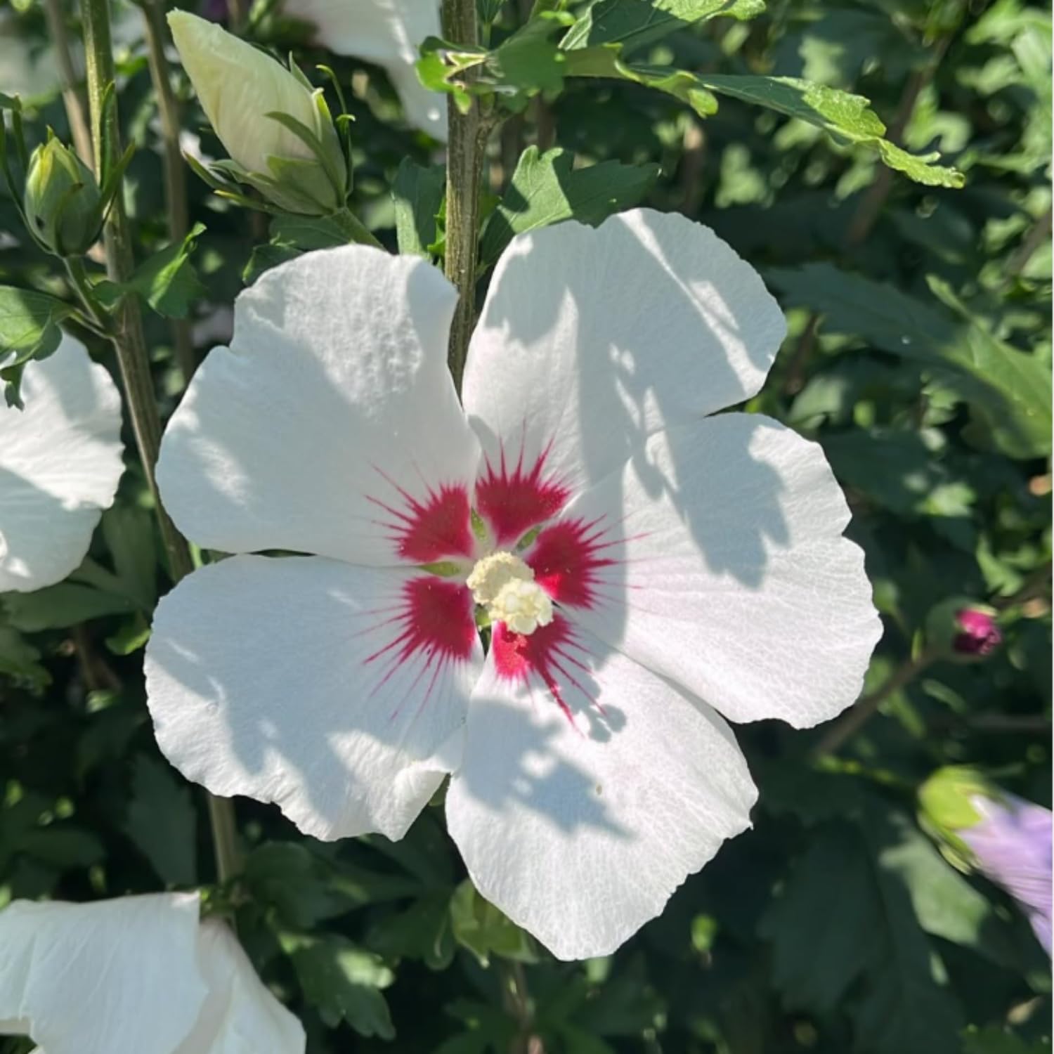 Rose of Sharon Plant Live, Red White Rose of Sharon Live Plant, Hardy Hibiscus Flowering 2-6'' Tall, Outdoor Growing