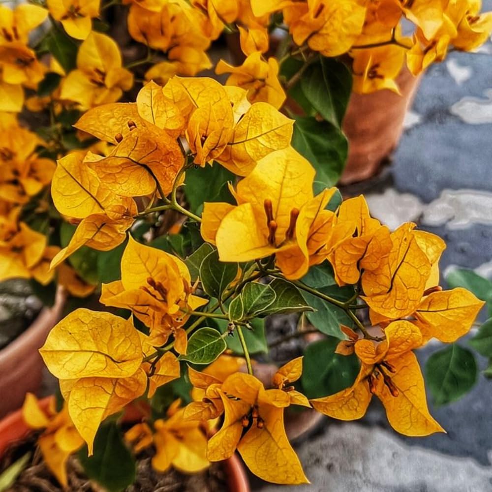 2 Bougainvillea Plants Live, Bougainvillea Flower Vine Plant, Indoor Outdoor Garden 4-7 Inches (Gold)