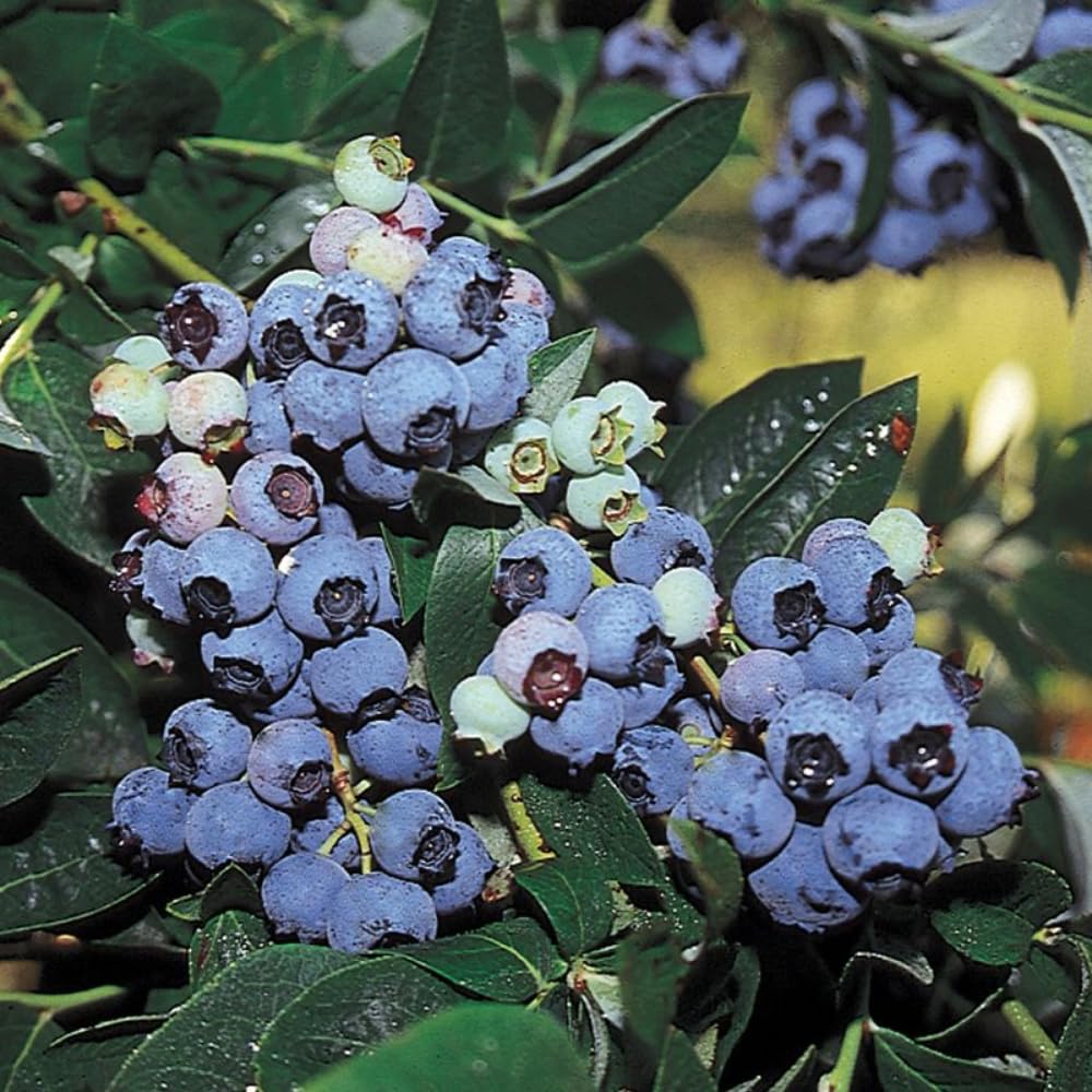 2 Blueberry Plants Live for Planting, 4-8 Inch Tall Well-Rooted, Hardy Blueberry Bush for Garden or Patio, High Yield (Sweet Blueberry)