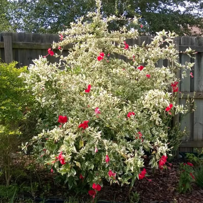 2 White Red Hibiscus Live Plants, 4-8'' Tall Hardy Hibiscus Flower Starter Plants, Well Rooted Perennial Flower Plant for Home Garden and Containers